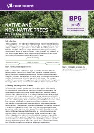 Native and non-native trees - why and how to choose