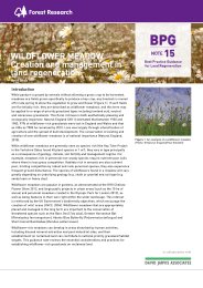 Wildflower meadow - creation and management in land regeneration