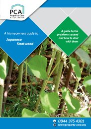 Homeowners guide to Japanese Knotweed - a guide to the problems caused and how to deal with them